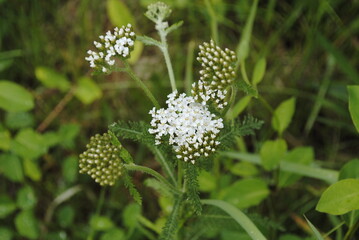 White rounded cluster of flowering yarrow plant. Also known as milfoil. Latin name Achillea millefolium medicinal herb flower.