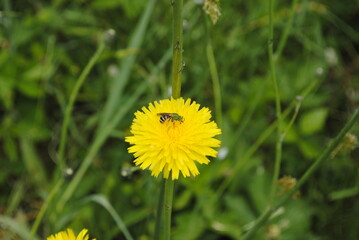 A rare species of bee known as the bicolored striped-sweat bee, or Agapostemon virescens, pollinating a dandelion.
