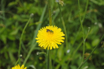 A rare species of bee known as the bicolored striped-sweat bee, or Agapostemon virescens, pollinating a dandelion.