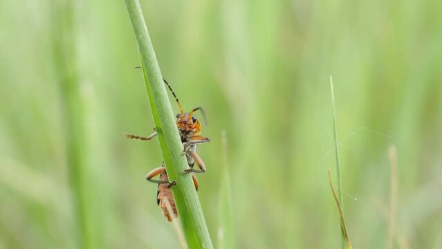 Macro shot of the beetle Cantharis rustica crawling up a green blade of grass.