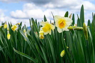 View from below of a classic yellow daffodil blooming in a field against the sky on a sunny day, as a nature background
