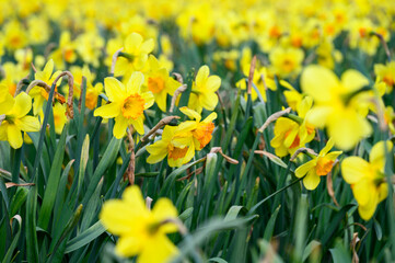 Chaos, field of yellow daffodils blooming on a sunny day, flowers facing all directions, as a nature background
