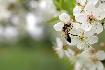 Honey bee is pollinating flower of the blossoming spring tree. Macro