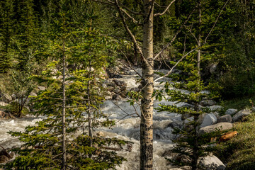 Rampart Creek through the trees Banff National Park Alberta Canada