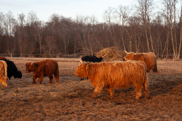 Group of Higland cattle on a spring evening in Estonia, Northern Europe	