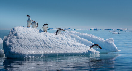 Adelie penguins on small ice berg in Antarctica © Stuart