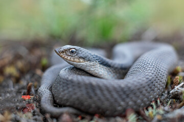 Eastern Hognose Snake from Massachusetts 