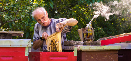 Senior beekeeper working with bees in apiary in summer