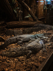 alligator in the everglades