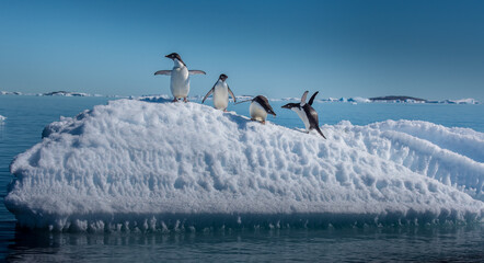 Adelie penguins on small ice berg in Antarctica © Stuart