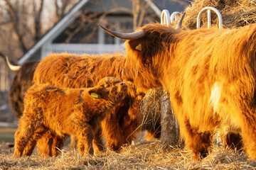 A large Highland cattle mother taking care of calf on a spring evening in Estonia, Northern Europe	