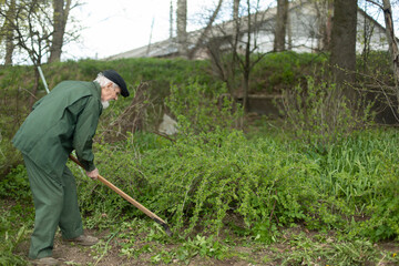 Old man in garden. Grandfather takes care of plants. Pensioner in Russia works land.