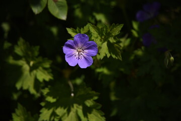 Cranesbill (Geranium rozanne) flowers. Geraniaceae perennial plants. Five-petaled flowers bloom from summer to autumn.