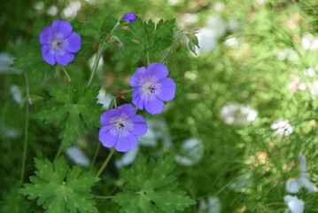 Cranesbill (Geranium rozanne) flowers. Geraniaceae perennial plants. Five-petaled flowers bloom from summer to autumn.