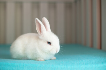 Cute little white rabbit