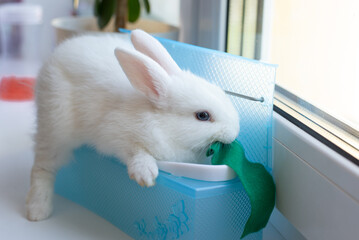 Homemade decorative white rabbit has things at home, the pet is naughty