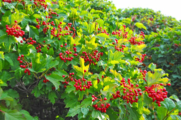 Ripe viburnum on branch