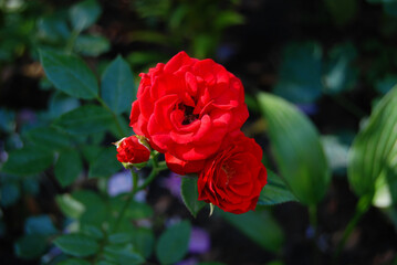 Beautiful rose flower