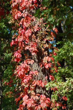 Red wild vine leaves on tree trunk