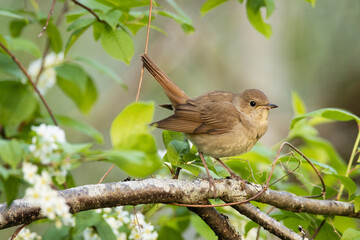 Thrush nightingale, Luscinia luscinia perched in a lush boreal forest in Estonia