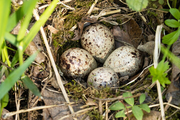 Four Common sandpiper, Actitis hypoleucos eggs in a nest 