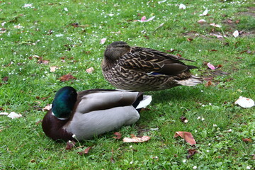 duck in the park