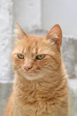 Portrait of an angry-looking orange tabby cat with green eyes