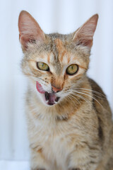 Photo of a calico cat sitting down and licking its mouth