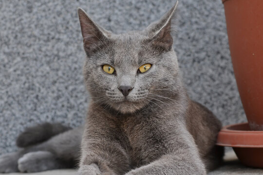 Photo of a Russian blue cat lying on the ground on a grey textured background