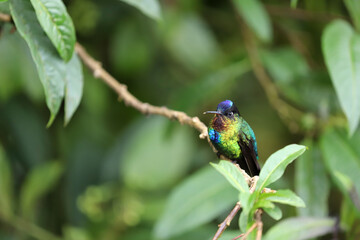 Fiery throat humming bird resting on a branch.  Cloud forest of Costa Rica