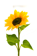 Sunflower flowers isolated on transparent background, Yellow flower isolated Photo summer  flowers,...