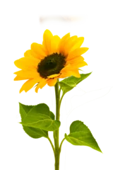Fotobehang Sunflower flowers isolated on transparent background, Yellow flower isolated Photo summer  flowers, png  © Daria