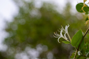 Detail of the delicate and aromatic flowers of the Honeysuckle (Lonicera japonica) in nature