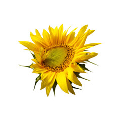 Sunflower Photo Overlays, flower summer autumn element s, digital backdrop, png