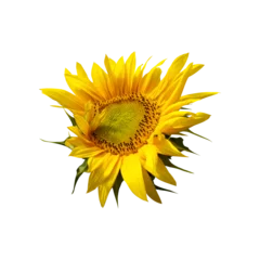 Foto op Canvas Sunflower Photo Overlays, flower summer autumn element s, digital backdrop, png © Daria