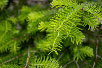 Bright green coniferous tree branch on the blurred background