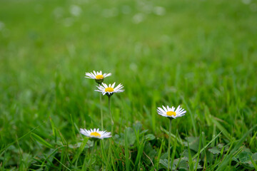 Daisy or bellis perennis white flowers with yellow center
