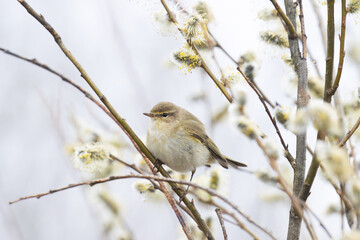 Small European songbird Common chiffchaff, Phylloscopus collybita searching for insect in the middle of blooming Willow	