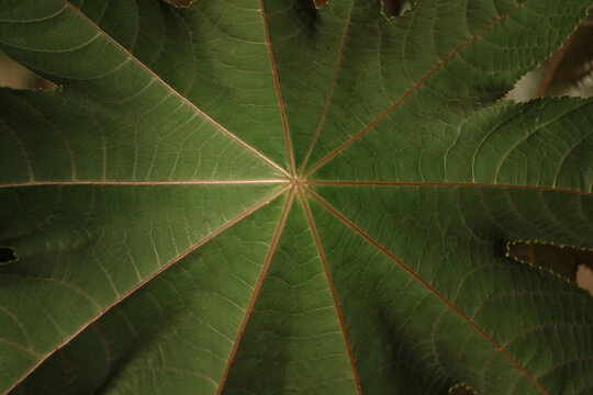 A simetric castor oil tree leaf (mamona)