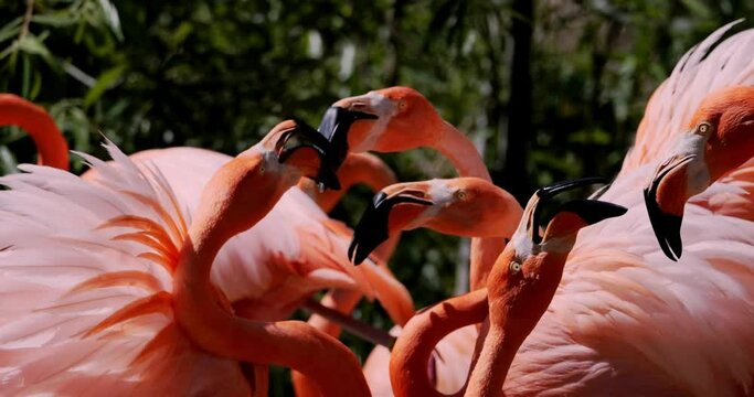 Pink flamingos fighting and biting each other with their beaks in slow motion

