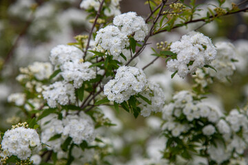 white cherry blossom