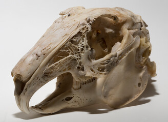 Skull of a hare on a white background. Rodent - (Lepus timidus). The bones of the head of the...