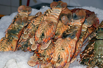 fresh omani lobster on ice in a market stall in dubai for sell