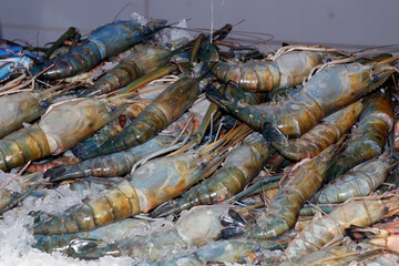 fresh scampi prawns or shrimps on ice in a market stall for sell in dubai