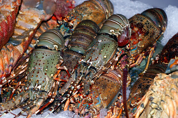 fresh omani lobster on ice in a market stall in dubai for sell