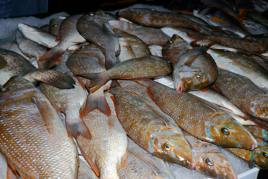 shery fish on ice in a market stall in dubai for sell