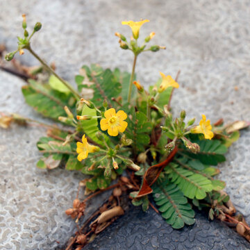 Biophytum sensitivum, also known as little tree plant, or Mukkootti is a species of plant in the genus Biophytum of the family Oxalidaceae, herbal medicine