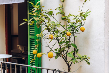 Lemon tree with fruits on the balcony of a Spanish house