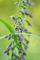 Obraz premium Close-up of Broad-leaved helleborine blossoms on a late summer day in Estonia, Northern Europe