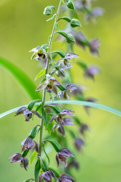 Close-up of Broad-leaved helleborine blossoms on a late summer day in Estonia, Northern Europe